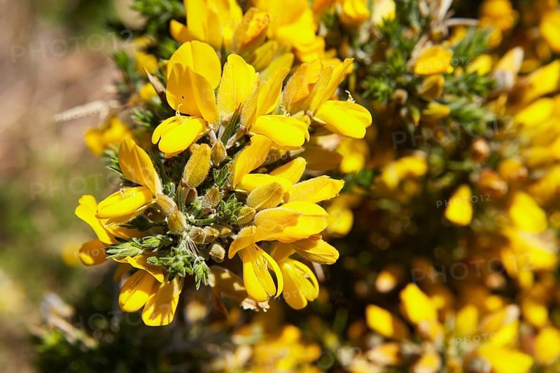 Common gorse