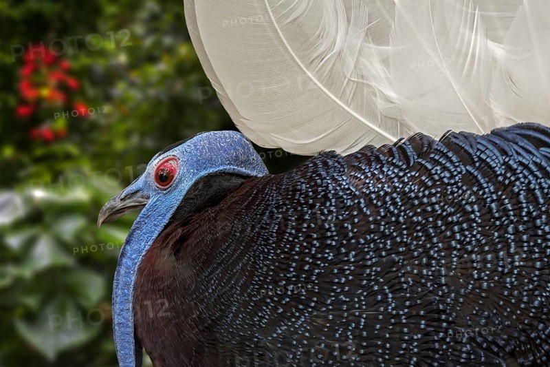 Bulwer's pheasant