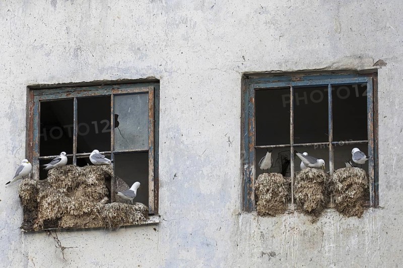 Black-legged kittiwakes