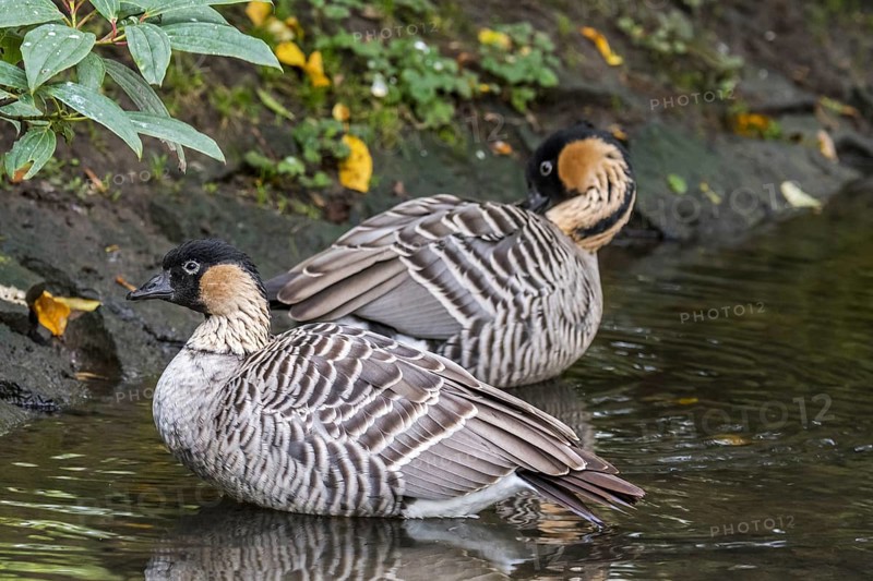 Hawaiian goose