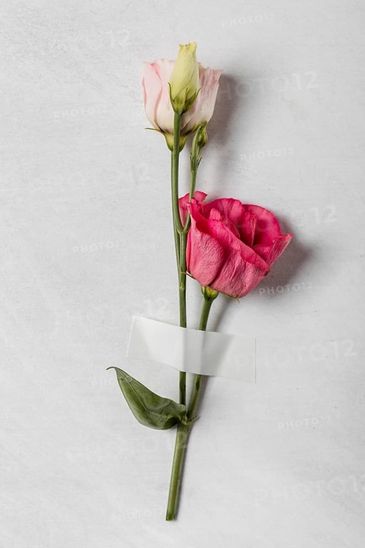 Top view roses arrangement