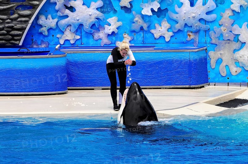 Dressed killer whale