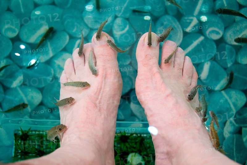Surgeonfish in an aquarium gnaw on the cornea of the feet