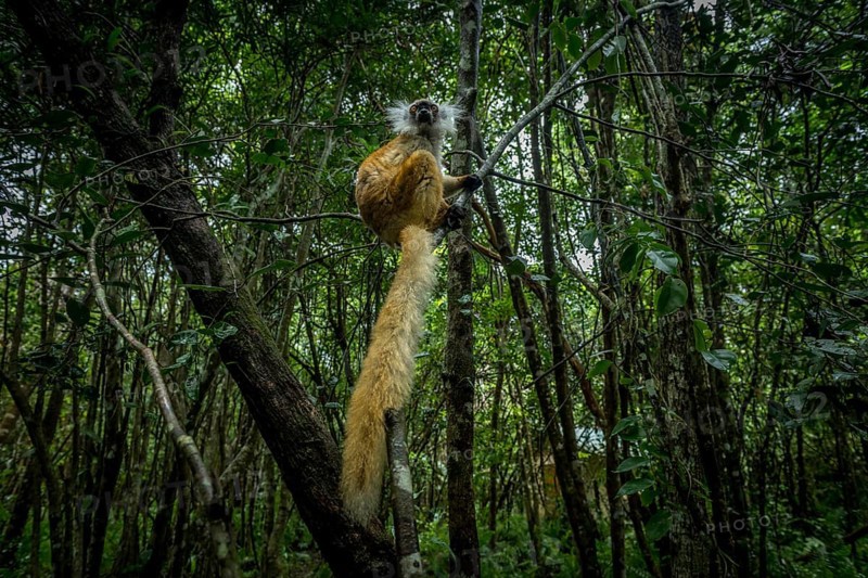 Black lemur