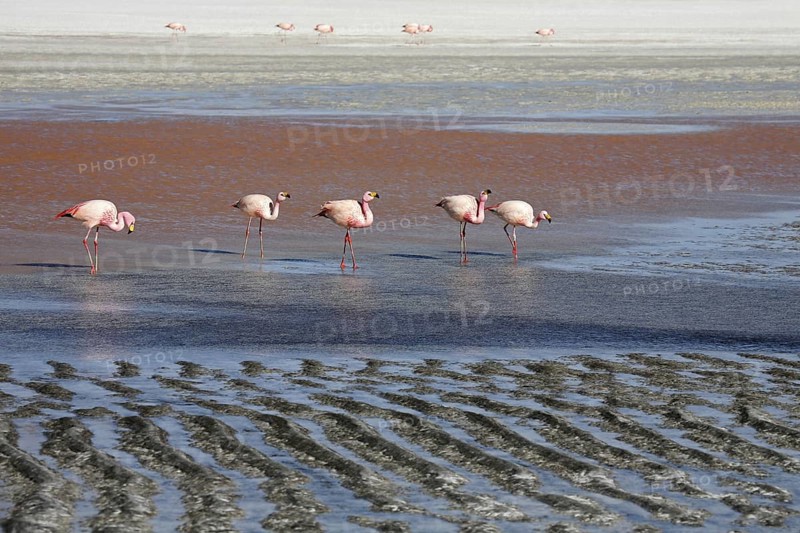 James's Flamingos