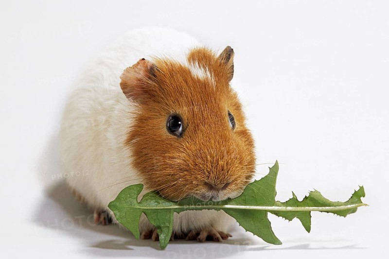 Two parti-colored cavy