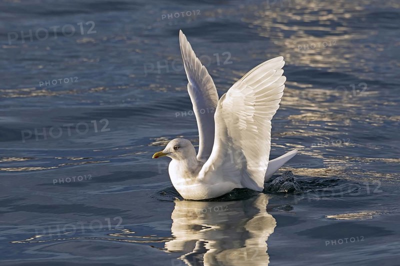 Iceland gull