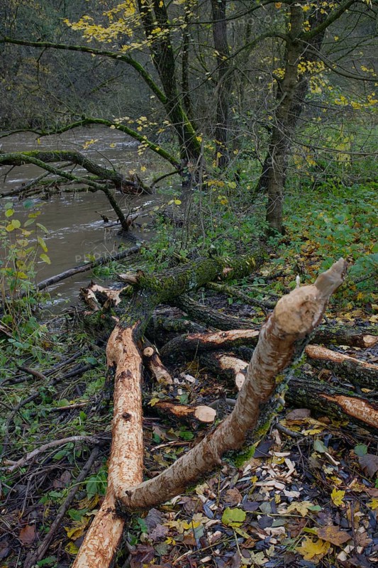 Beaver tracks on the Kocher