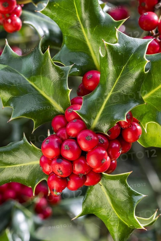 Common holly