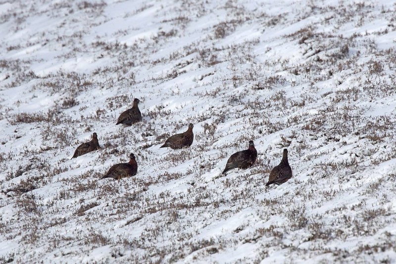 Red grouse
