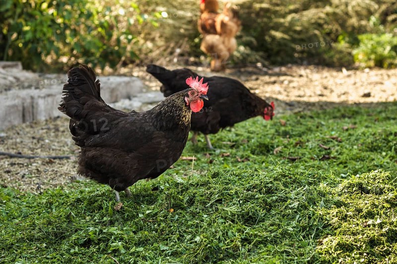 Group chickens farm eating