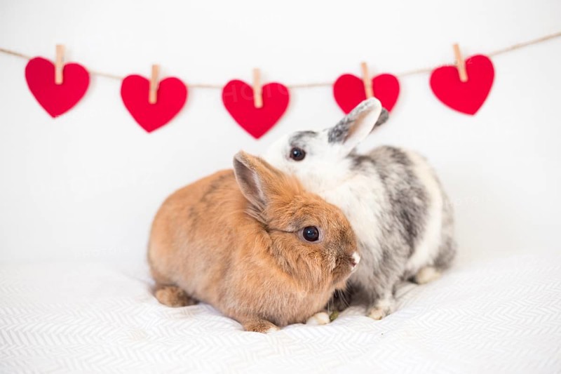 Rabbits near row ornament hearts thread