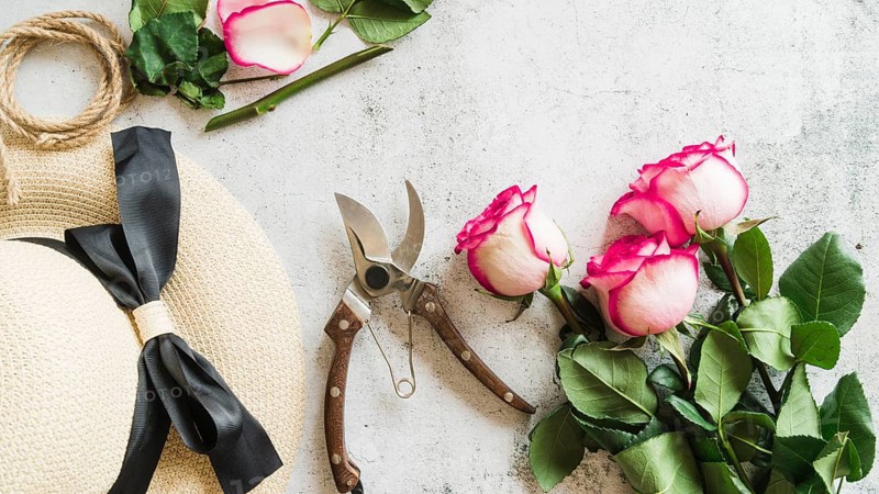 Straw hat secateurs rose twigs concrete backdrop