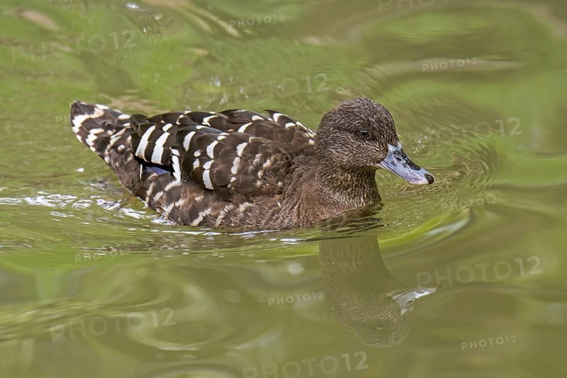 African black duck