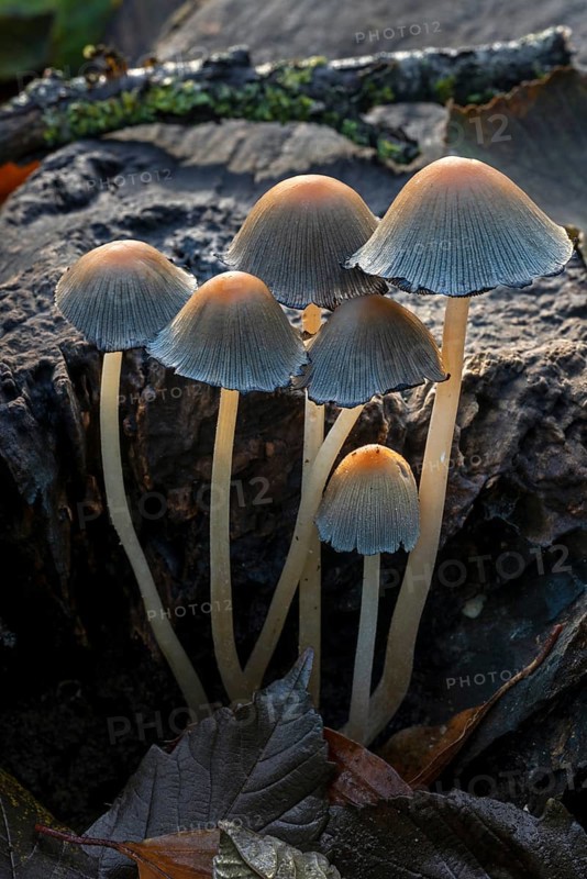 Mica cap