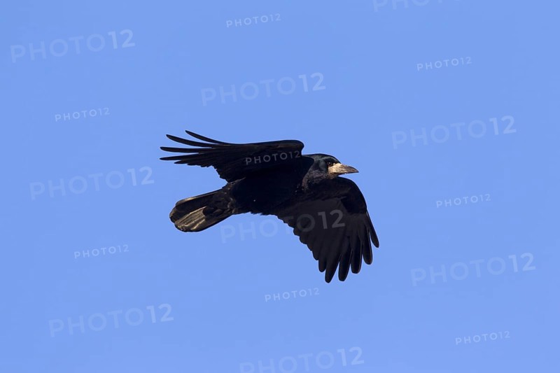 Rook