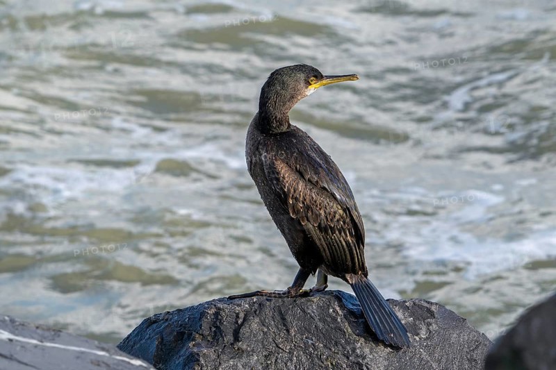 European shag