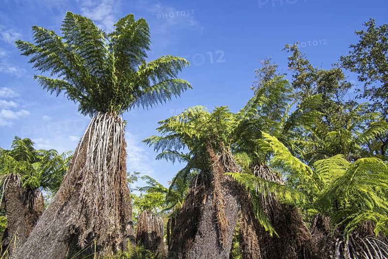Soft tree ferns