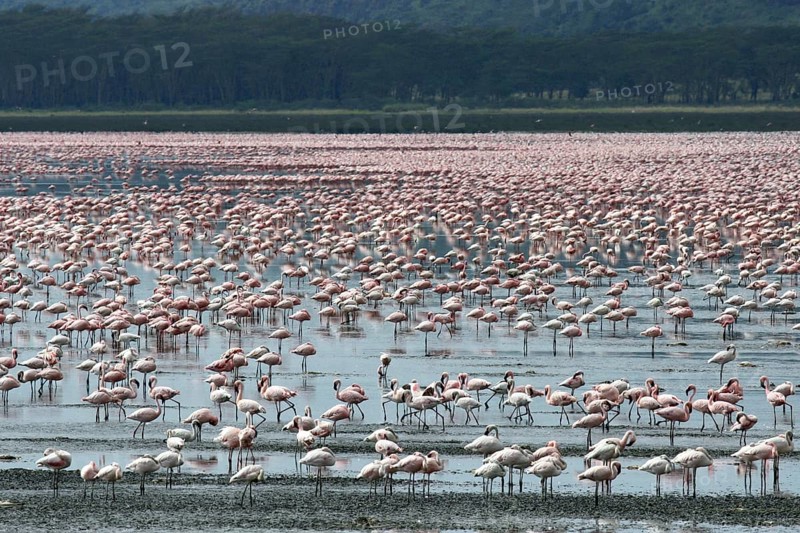Lesser flamingos