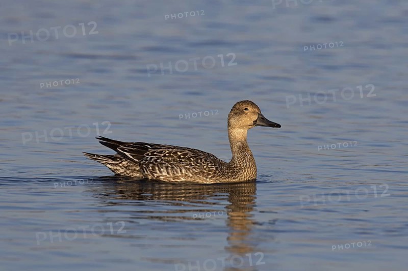 Northern pintail