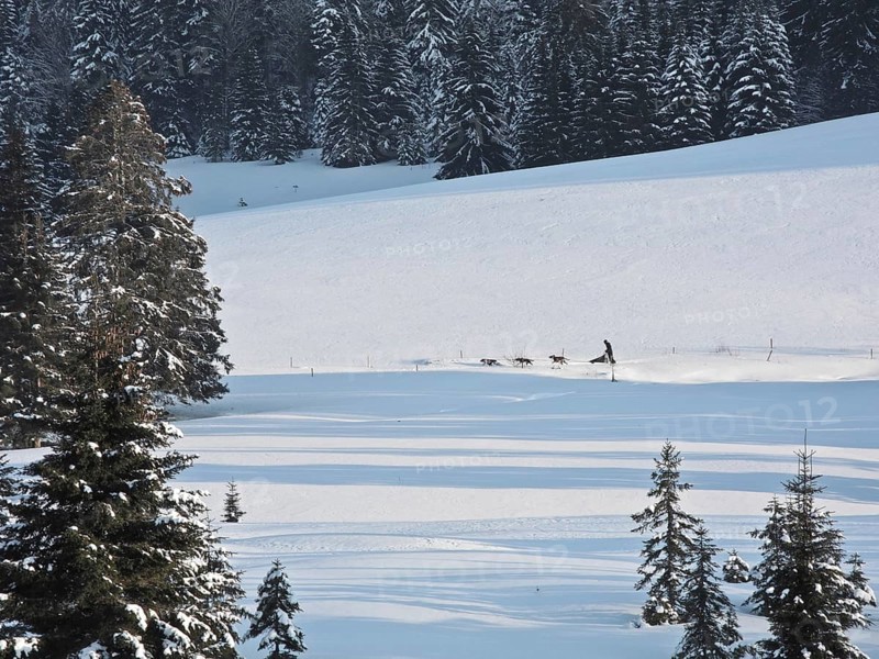 Double team with 6 dogs at a sled dog race