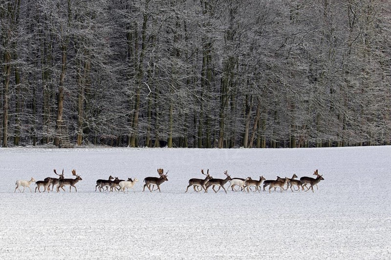 Herd of European fallow deer