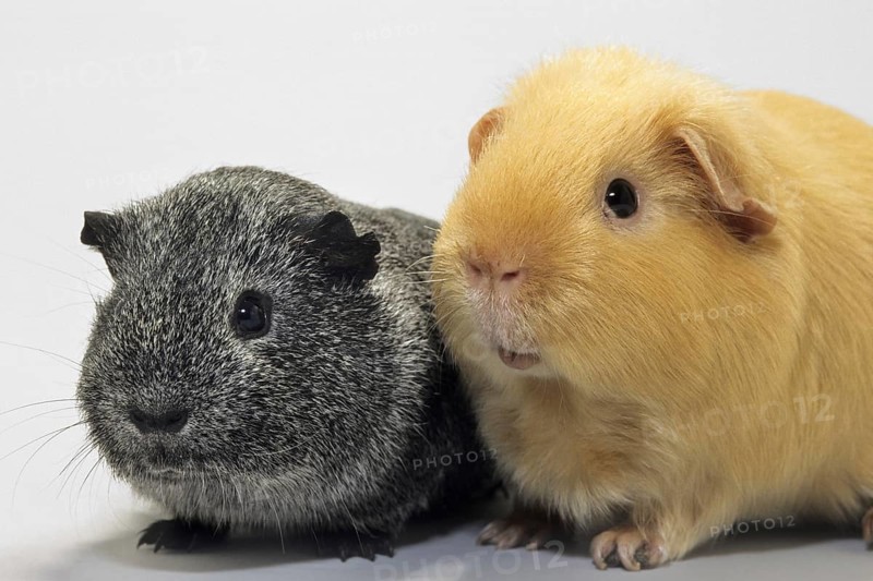 Portrait of two cavies