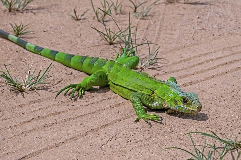 Juvenile common green iguana