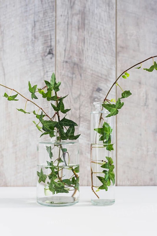 Green ivy twigs different type glass vase against wooden wall