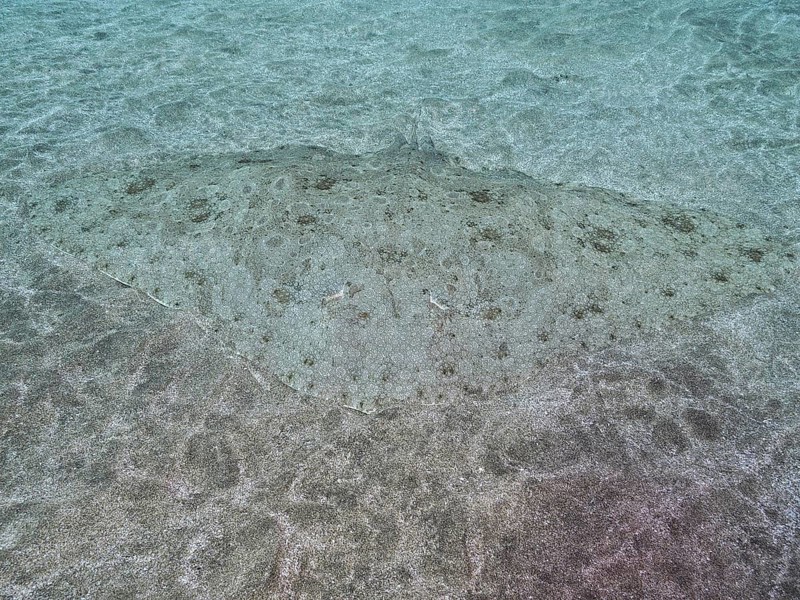 Well camouflaged butterfly ray
