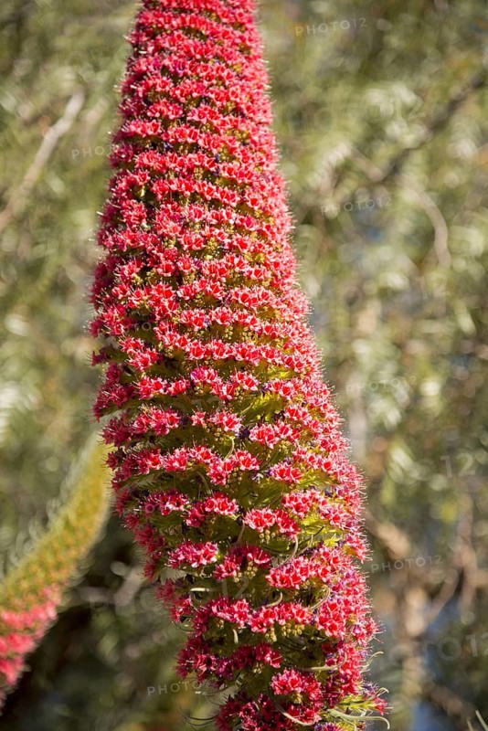 Wild viper's bugloss