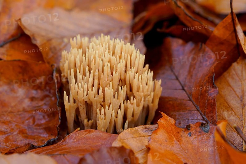 Stiff coral