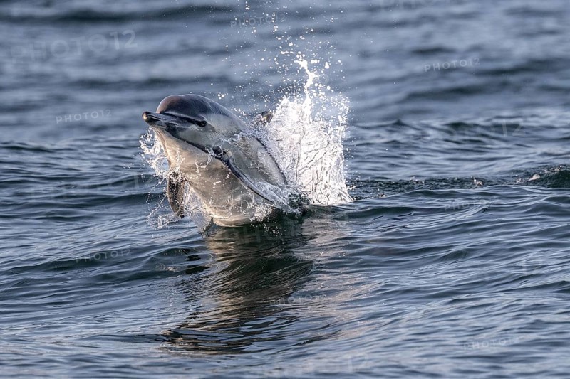 Dolphin