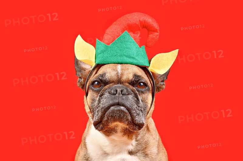 Funny French Bulldog dog wearing Christmas elf headband with hat and ears in front of red background