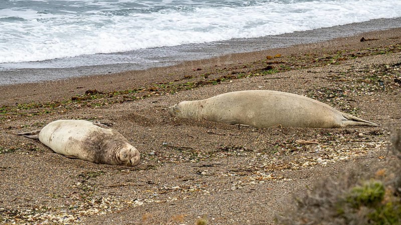 Southern elephant seal
