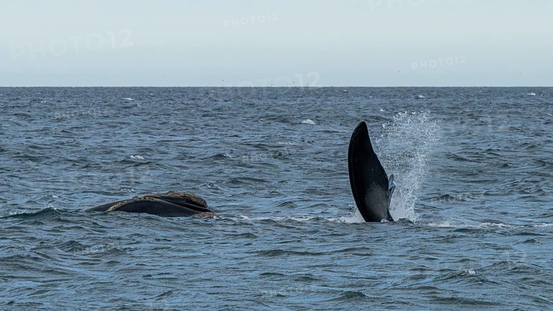 Southern right whale