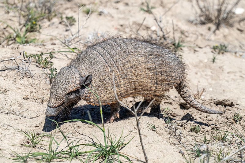 Dwarf armadillo