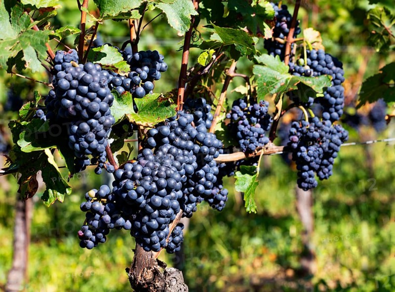 Vineyard with Blaufraenkisch vines