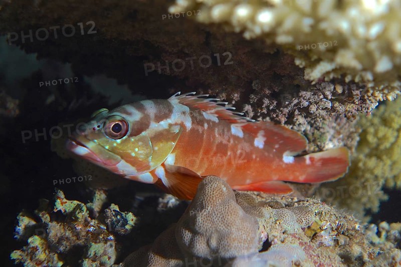 Blacktip grouper