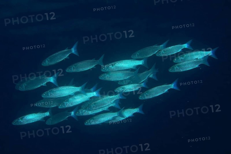 Shoal
