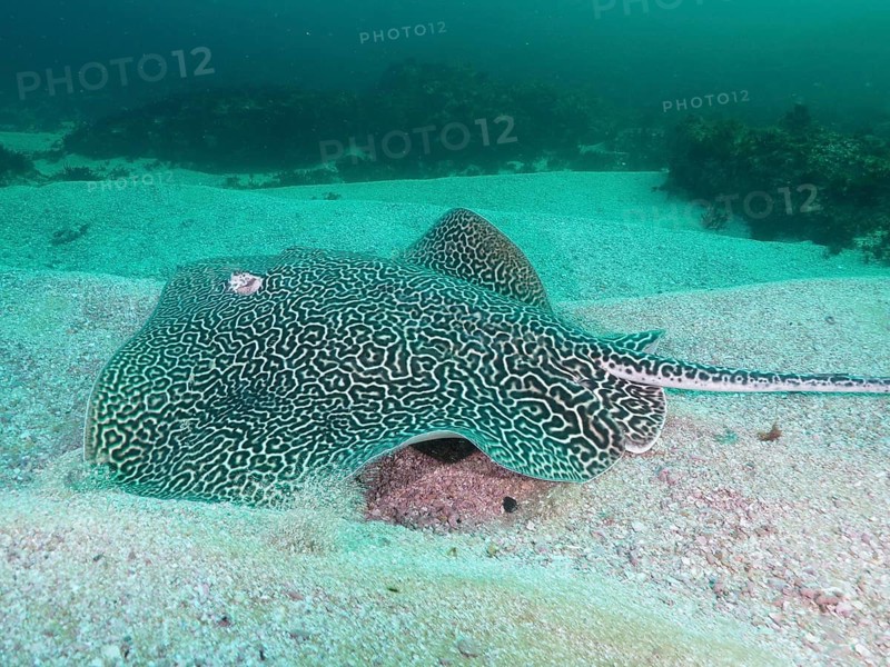 Indo-Pacific stingray