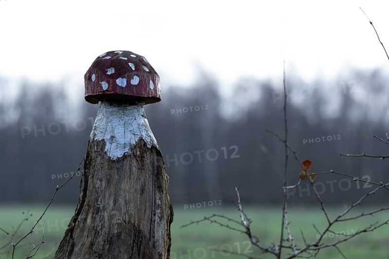 Fly agaric