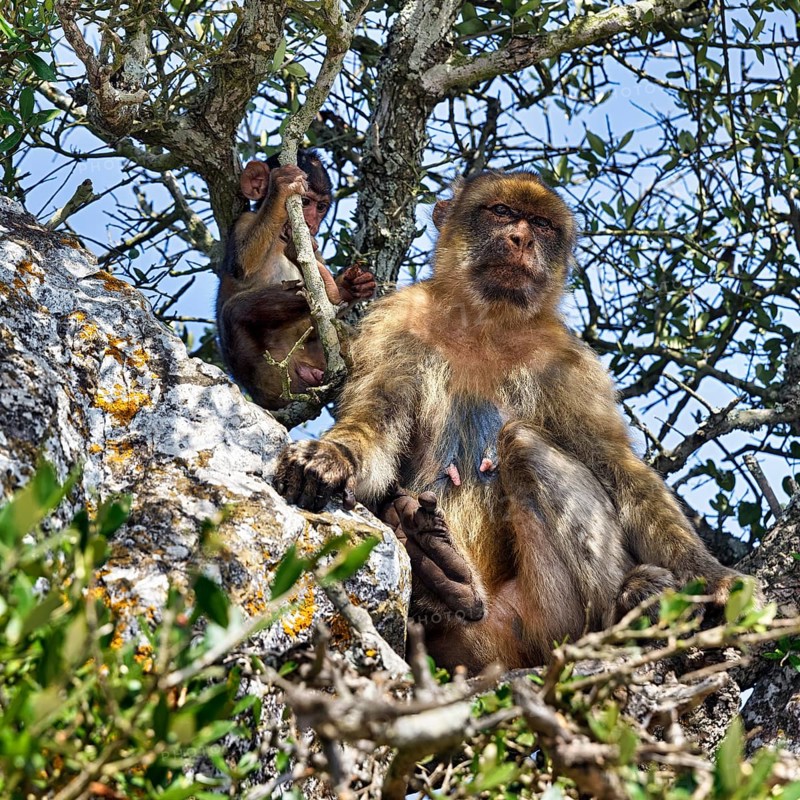 Barbary macaque