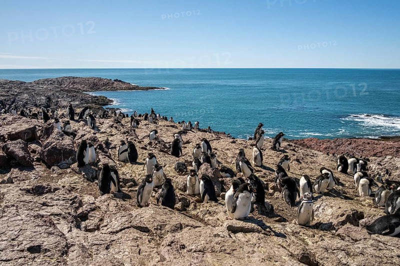 Southern rockhopper penguin