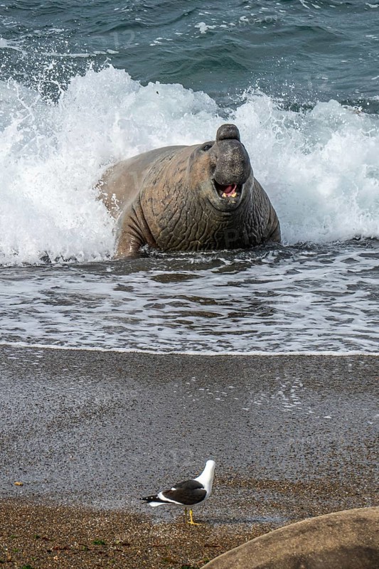 Southern elephant seal