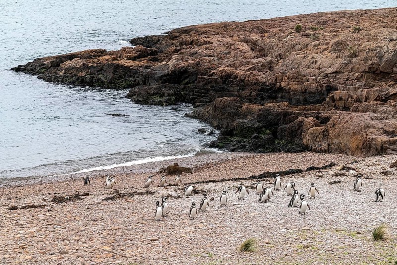 Magellanic penguin