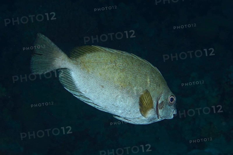 Dark rabbitfish