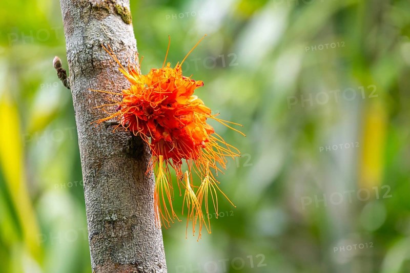 Brownea macrophylla