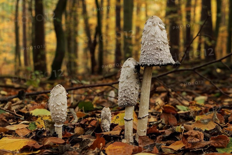 A group of shaggy ink caps