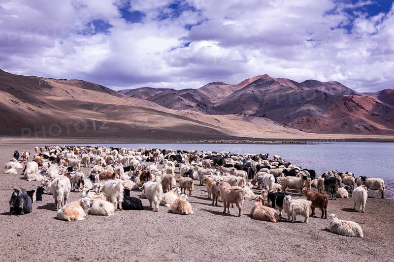 Changthangi or Changpa